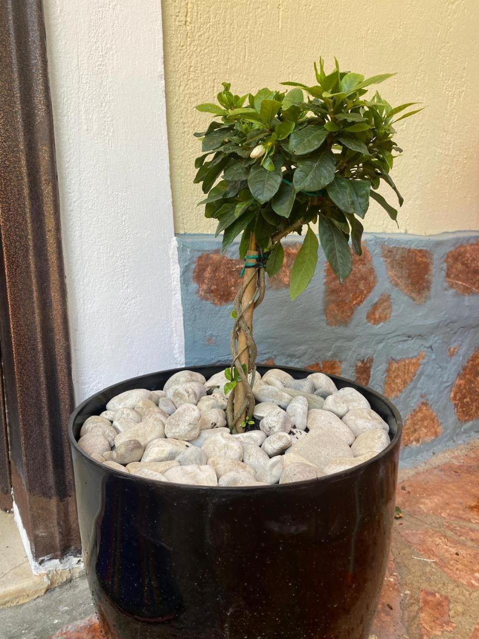 Olive Tree Apartment Sarandë 外观 照片