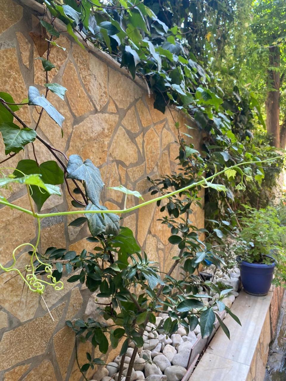 Olive Tree Apartment Sarandë 外观 照片